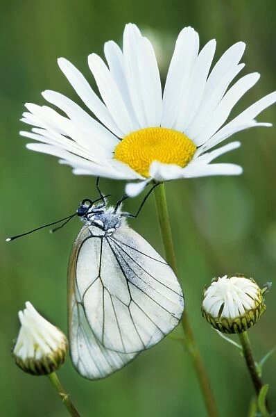 Black-veined White Butterfly - on Oxeye Daisy (Leucanthemum v) - France