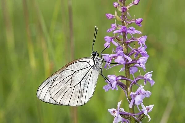 Black-veined White Butterfly resting on Orchid