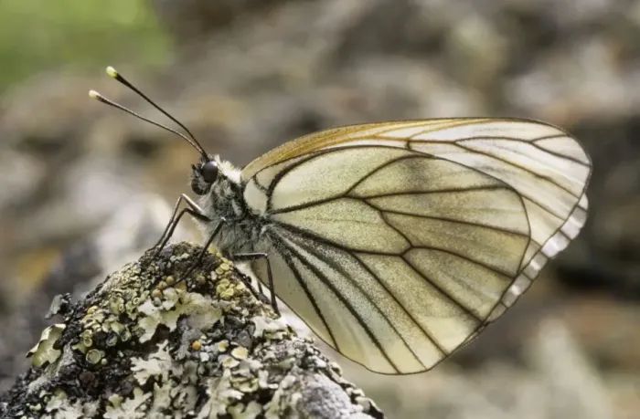 Framed Print : Black-veined White Butterfly - resting on a stone in a mountain forest June; Sengilen mountain range, South Tuva, Russia Tu32. 3008 Framed Print : Black-veined White Butterfly - resting on a stone in a mountain forest June; Sengilen mountain range, South Tuva, Russia Tu32. 3008