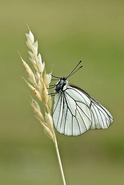 Black-veined white Underside, resting on dry grass stem Aggtelek National Park Hungary