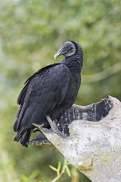 Black Vulture - Central Florida - USA - January