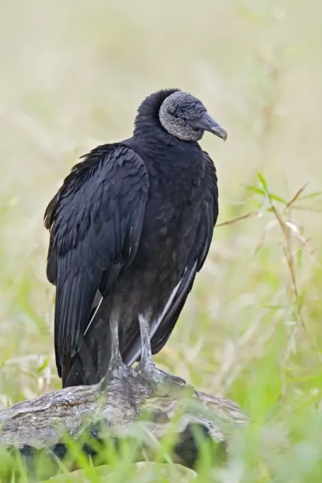 Framed Print : Black Vulture - Central Florida - USA - January Framed Print : Black Vulture - Central Florida - USA - January