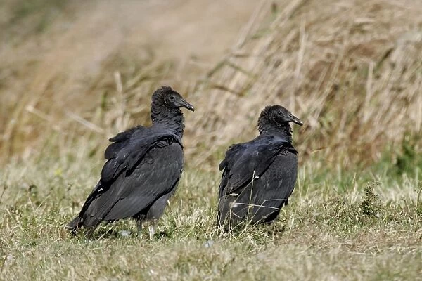 Black Vulture Delaware, USA
