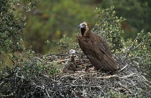 Black Vulture - at nest with Chick