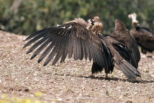 Black Vulture RTS 1799 Aegypius monachus © Robert T. Smith  /  ardea. com