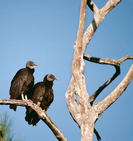 Black Vulture RV 2021-C On tree branch - Florida Curagyps atratus © Richard Vaughan  /  ARDEA LONDON
