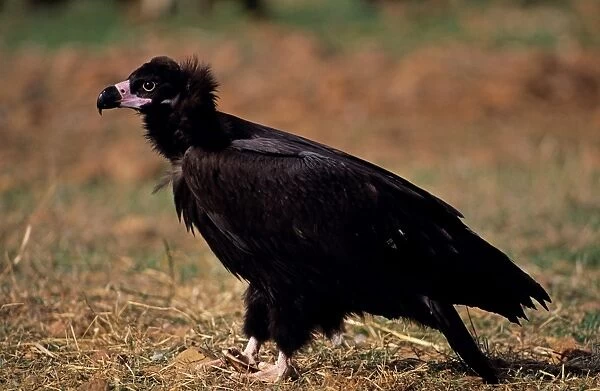 Black Vulture - Spain