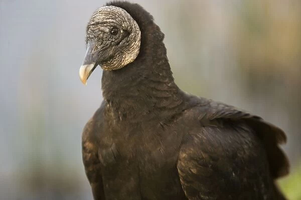 Black Vulture. USA
