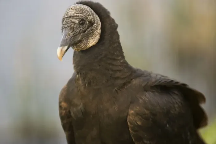 Framed Print : Black Vulture. USA Framed Print : Black Vulture. USA