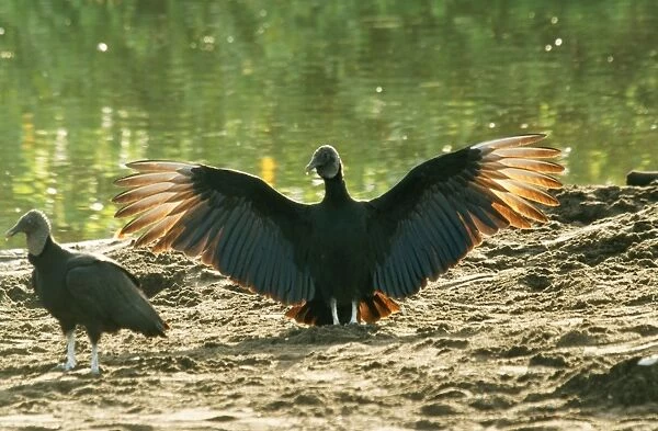 Black Vulture WAT 6979 Outstreched wings Coragyps altratus © M. Watson  /  ARDEA LONDON