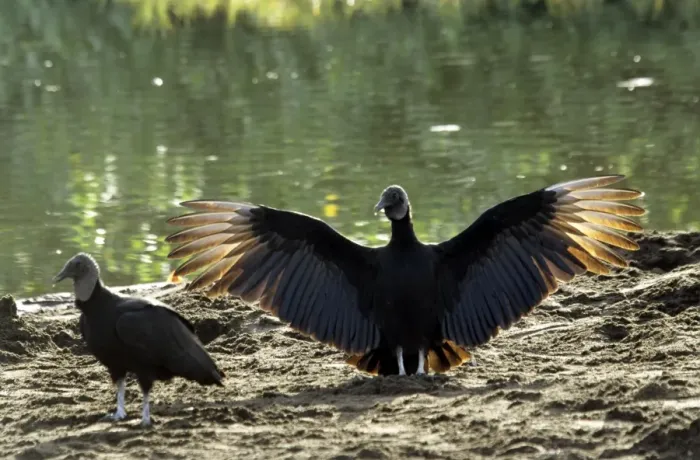 Framed Print : Black Vulture - wings outstretched Framed Print : Black Vulture - wings outstretched