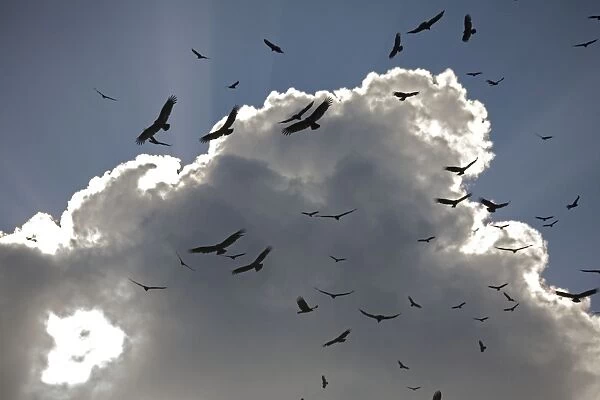 Black Vultures in huge flock, circling in the sky over the Everglades USA
