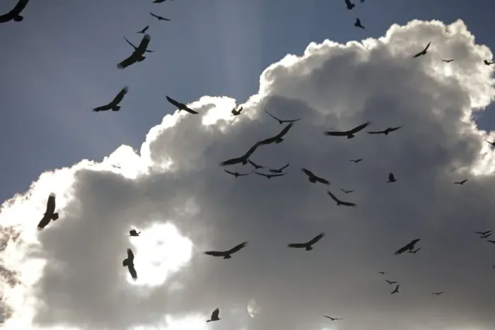 Framed Print : Black Vultures in huge flock, circling in the sky over the Everglades USA Framed Print : Black Vultures in huge flock, circling in the sky over the Everglades USA