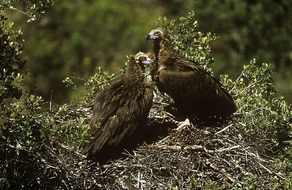Black Vultures - pair at nest