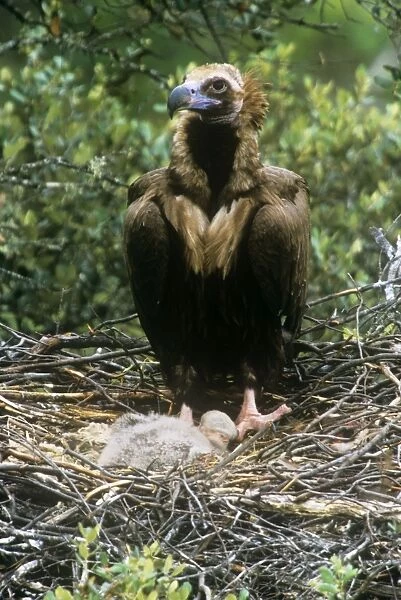 Black Vultures - parent with chick in nest