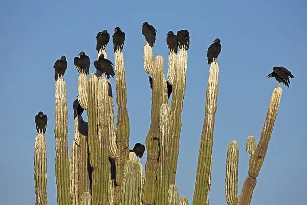 Black Vultures - perched on cardon cactus - Shows whitewash on cactus from vulture feces Sonora - Mexico