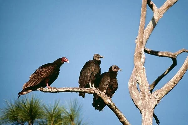 Black Vultures RV 2021 On tree branch with Turkey Vulture - Florida Curagyps atratus - Cathartes aura © Richard Vaughan  /  ARDEA LONDON