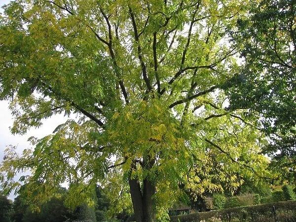 Black Walnut Tree - Early autumn colour