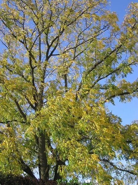 Black Walnut Tree - Early autumn colour