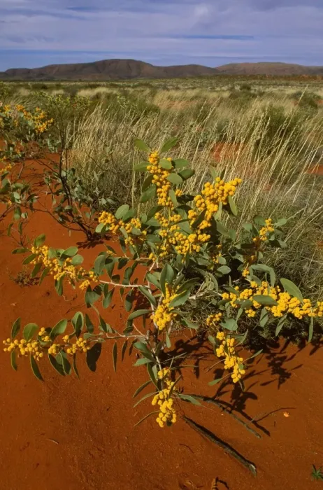 Framed Print : Black Wattle / Black Gidgee - Sandy country - near NT / WA border JPF45256 Framed Print : Black Wattle / Black Gidgee - Sandy country - near NT / WA border JPF45256