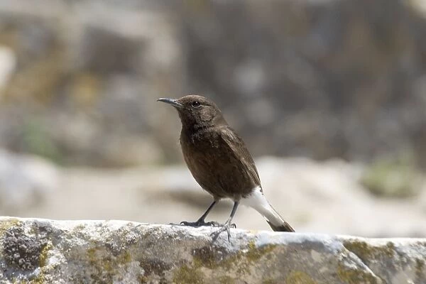 Black Wheatear perched - Female perched on the ruins of the Roman city at Dougga, Tunisia, North Africa
