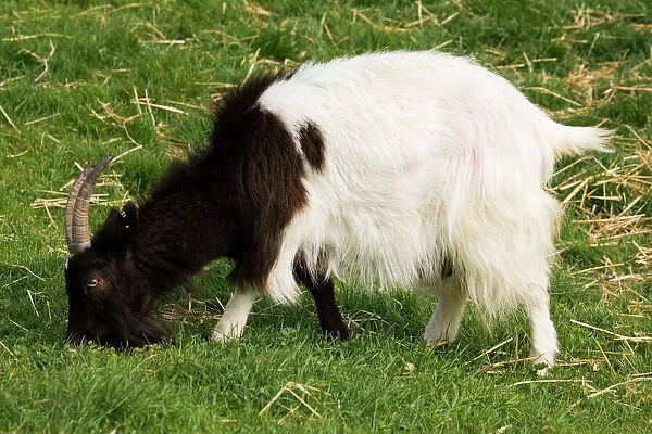 Black and white Bagot goat grazing. Cotswold Farm Park, UK