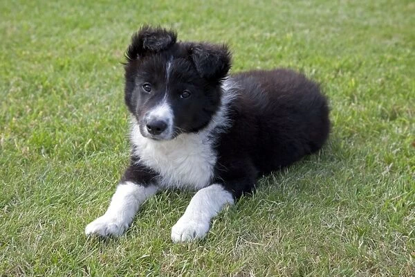 Black and White Border Collie Sheep Dog - puppy - Cotswolds UK
