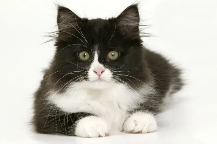 Framed Print : Black & White Cat Framed Print : Black & White Cat