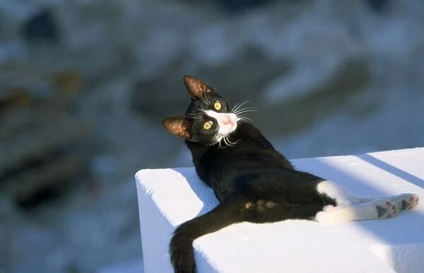 Black & White Cat - feral - laying on wall in the sun - Santorini Island Greece