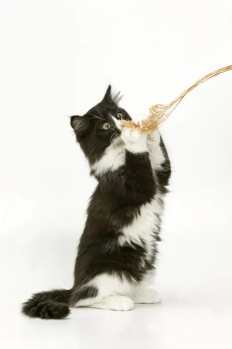 Framed Print : Black & White Cat - on hind legs playing with string