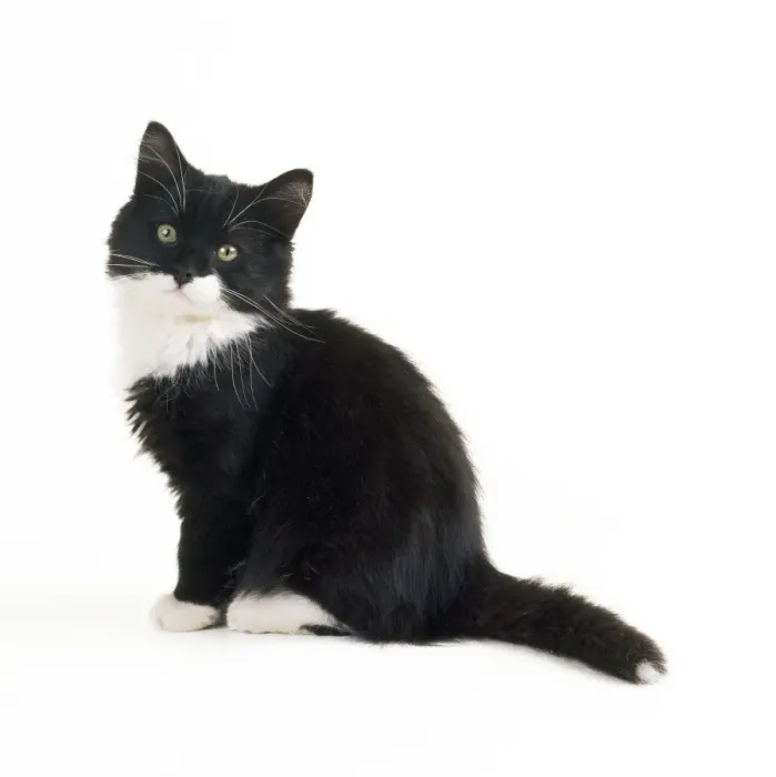 Framed Print : Black & White Cat - kitten Framed Print : Black & White Cat - kitten