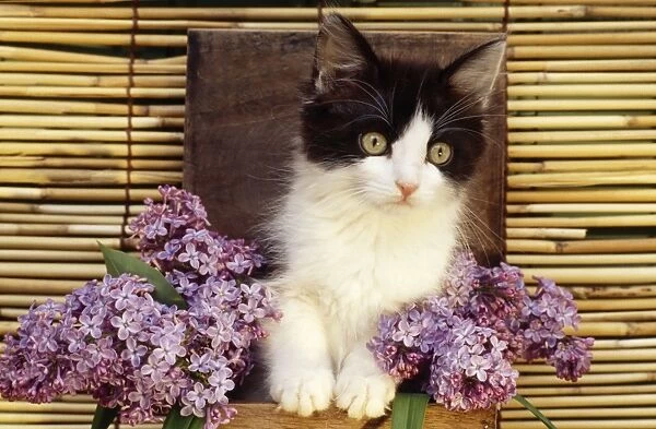 Black & White Cat - kitten in lilac