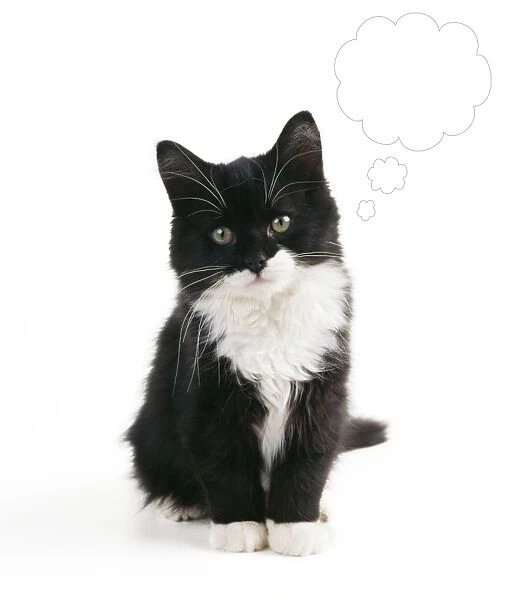 Black & White Cat - Kitten with speech  /  thought bubble