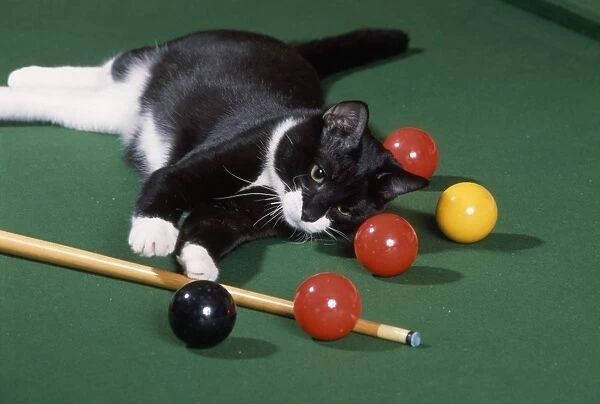 Black & White Cat - lying on snooker table