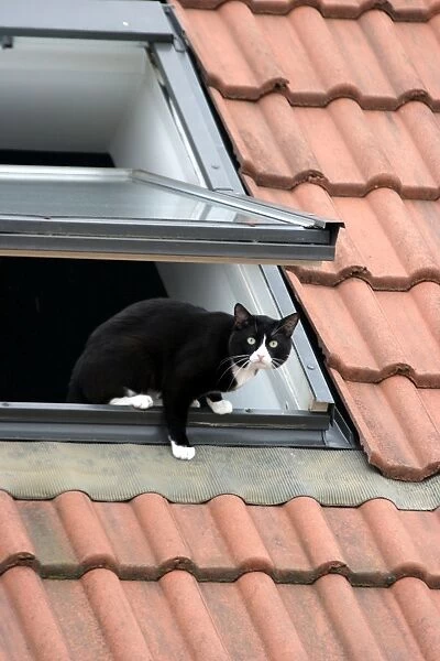 Black and White Cat - on roof climbing out of window