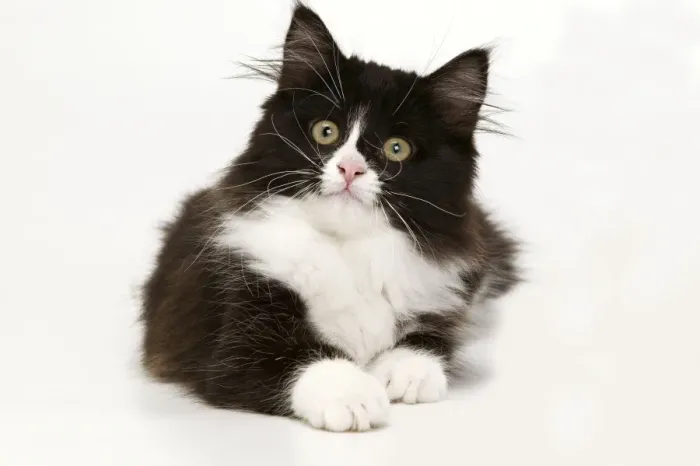 Framed Print : Black & White Cat - in studio Framed Print : Black & White Cat - in studio