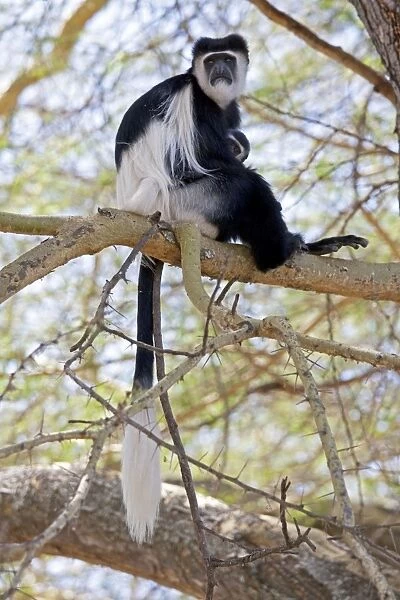 Black and White Colobus Monkey - with young - Elsamere Conservation Centre Lake Naivasha Kenya