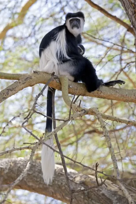 Framed Print : Black and White Colobus Monkey - with young - Elsamere Conservation Centre Lake Naivasha Kenya Framed Print : Black and White Colobus Monkey - with young - Elsamere Conservation Centre Lake Naivasha Kenya