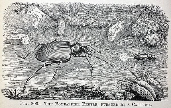 Black & White Illustration: Bombadier beetle defensive reaction to being chased by a carnivorous beetle. From Furneaux 1911