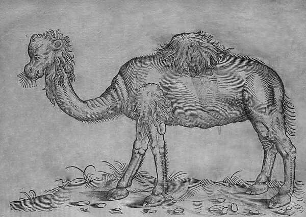 Black & White Illustration: Camel and man- woodcut in Topsell 1658