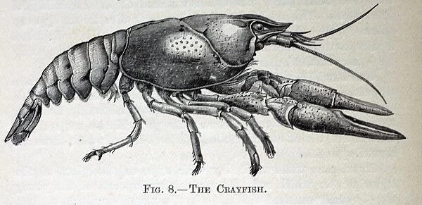 Black & White Illustration: Crayfish- from Furneaux 1911