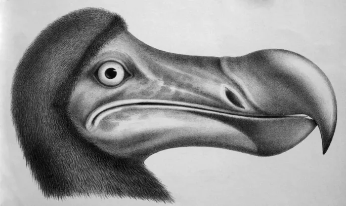 Framed Print : Black & White Illustration: Dodo- from Strickland 1848 Framed Print : Black & White Illustration: Dodo- from Strickland 1848