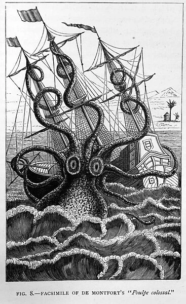 Black & White Illustration: Giant Squid - historic