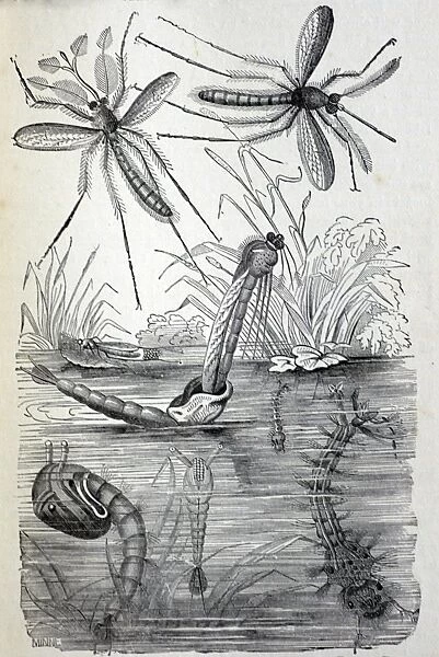 Black & White Illustration: Non-biting Midge- stages in life cycle, from Furneaux 1911
