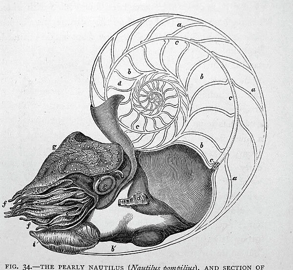 Black & White Illustration: Pearly Nautilus sectioned shell to show siphon and chambers. From Owen's monograph