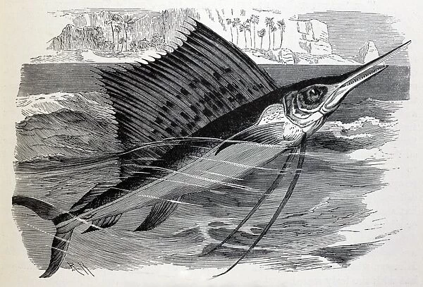 Black & White Illustration: Spotted Indian Swordfish