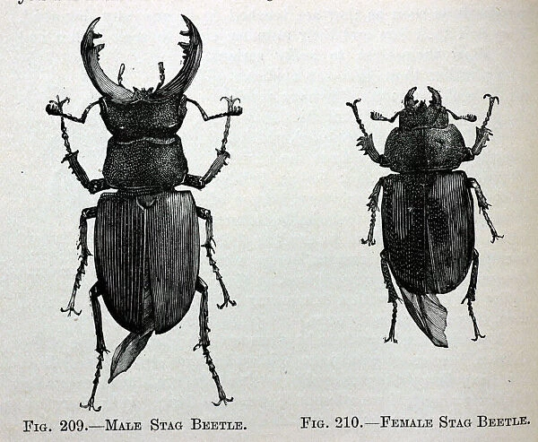Black & White Illustration: Stag beetle male and female, From Furneaux 1911