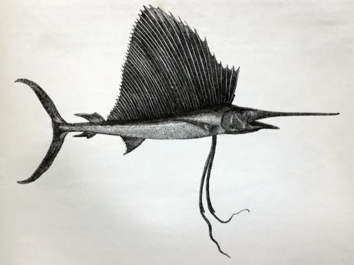 Framed Print : Black & White Illustration: Swordfish (sailor fish) from Wood 1863 Framed Print : Black & White Illustration: Swordfish (sailor fish) from Wood 1863