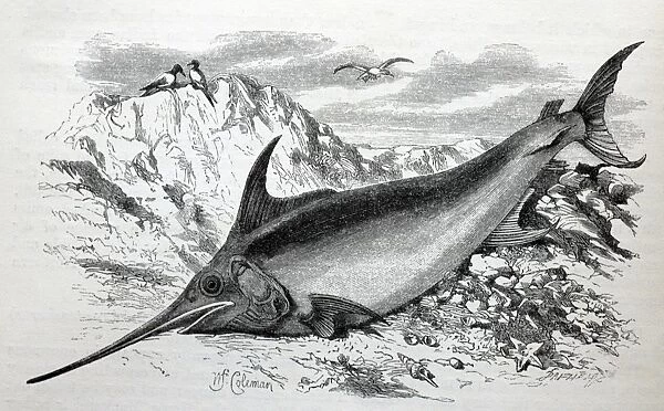 Black & White Illustration: Swordfish from Wood 1863