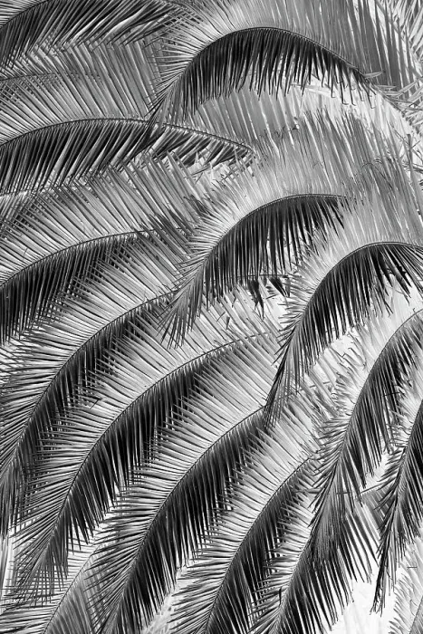 Framed Print : Black and White Pattern in branches of palm tree, Quito, Ecuador Date: 24-07-2021 Framed Print : Black and White Pattern in branches of palm tree, Quito, Ecuador Date: 24-07-2021